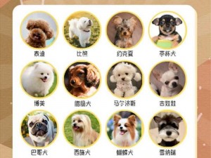 适合女人用的小型犬有哪些？