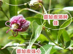 香加皮：正品香加皮为萝摩科植物杠柳的干燥根皮，具有祛风湿、强筋骨等功效