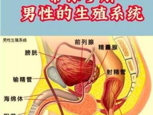 男生生殖正常图片 14：了解男性生殖健康，关爱男性生殖系统