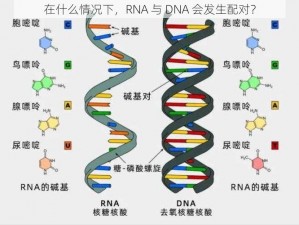 在什么情况下，RNA 与 DNA 会发生配对？