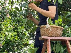 虑女 a 摘花乌克兰美女摘花——天然、野生、有机，虑女 a 摘花助你健康每一天