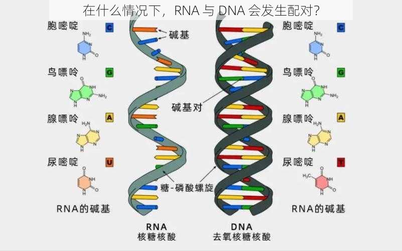 在什么情况下，RNA 与 DNA 会发生配对？