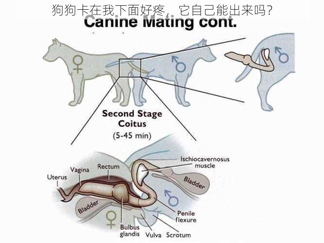 狗狗卡在我下面好疼，它自己能出来吗？