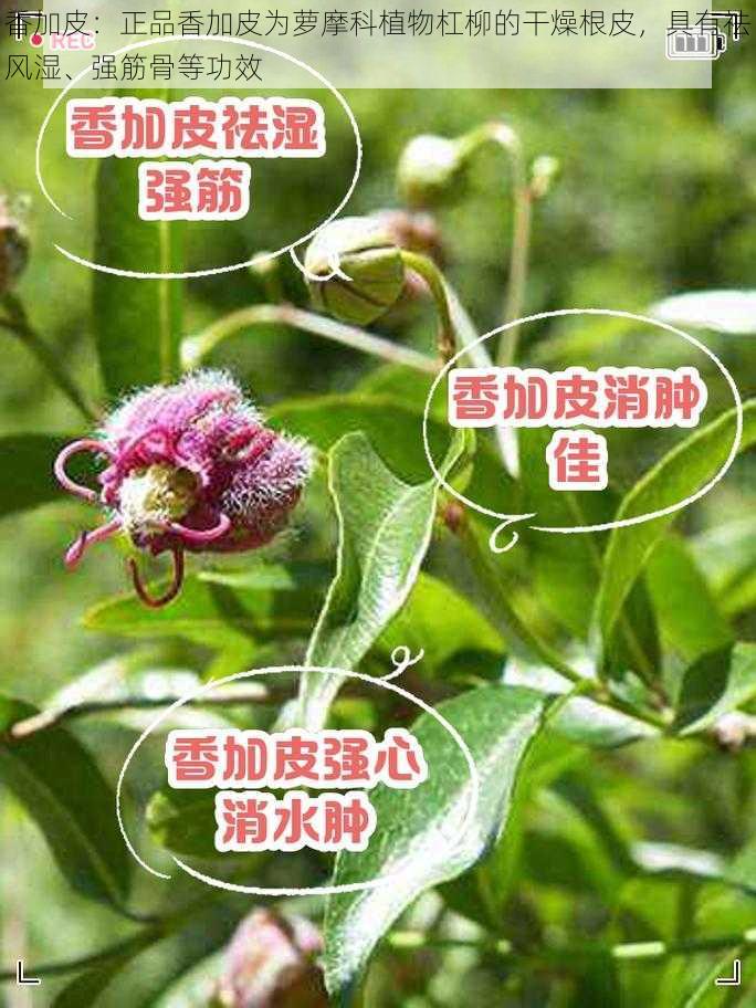 香加皮：正品香加皮为萝摩科植物杠柳的干燥根皮，具有祛风湿、强筋骨等功效