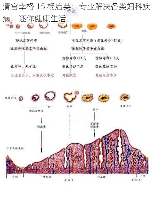 清宫幸格 15 杨启英：专业解决各类妇科疾病，还你健康生活